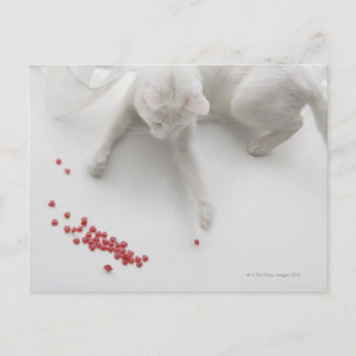 Cat playing with heart shaped candy postcard