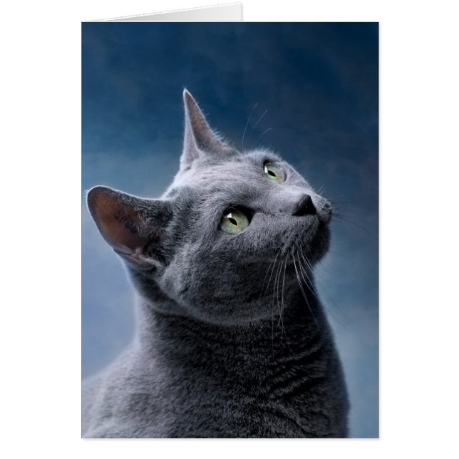 Cat Portrait (Front)