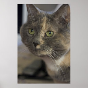 Cat Portrait Print