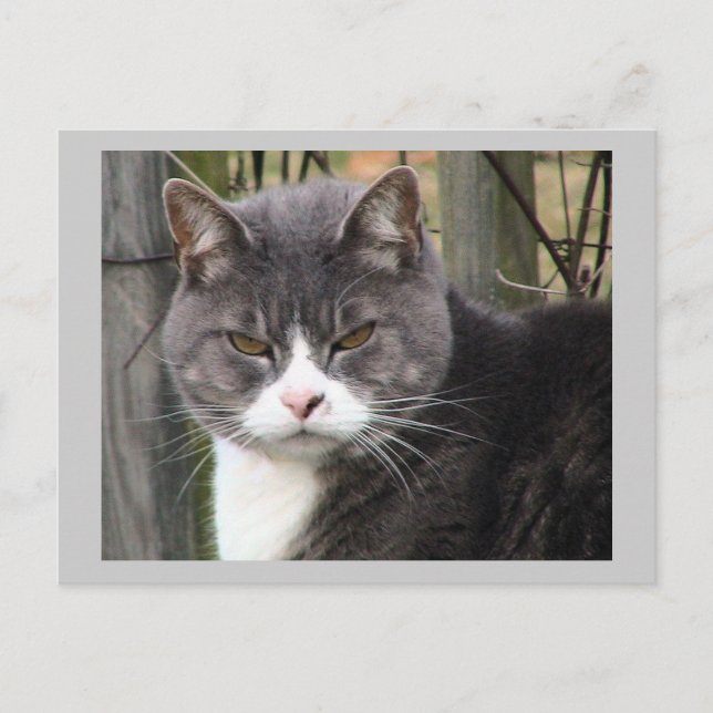 Cat Post Card (Front)