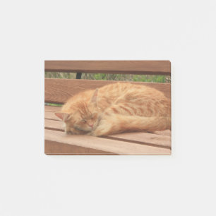 Cat Post-it Notes