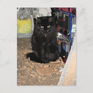 Cat postcard