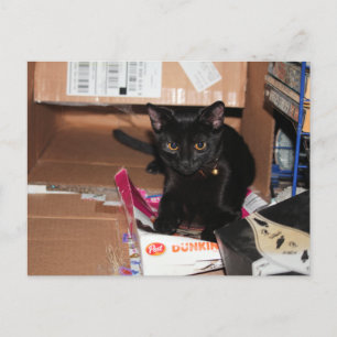 Cat postcard