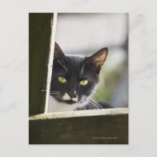 Cat Postcard