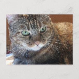 Cat Postcard