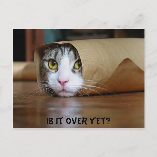 Cat Postcard (Front)