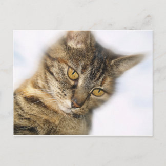 Cat Postcard