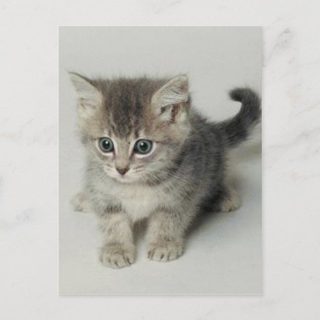CAT POSTCARD (Front)