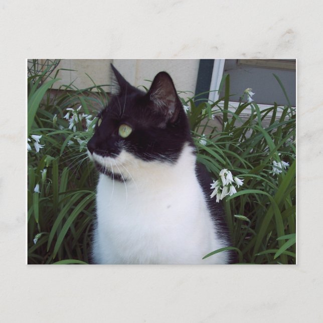 cat postcard (Front)