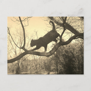 Cat Postcard