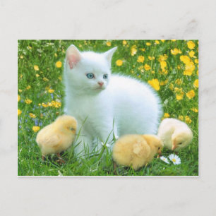 cat postcard