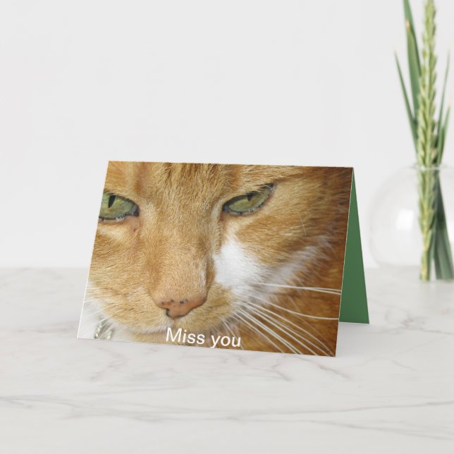 Cat postcard (Front)