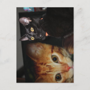 Cat postcard