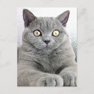 cat postcard