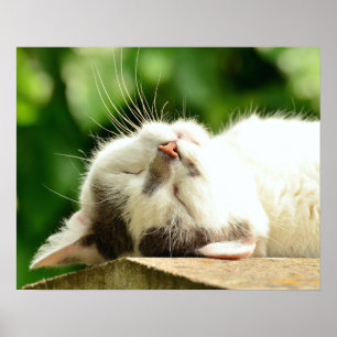Cat Poster