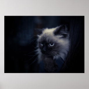 Cat Poster