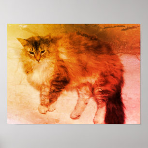 Cat poster