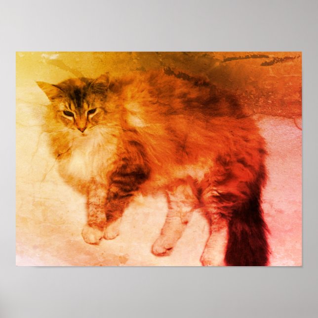 Cat poster (Front)