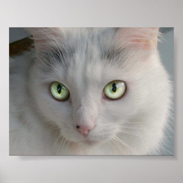 Cat Poster (Front)
