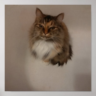 Cat Poster