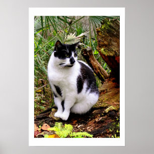 CAT POSTER