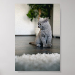 cat poster