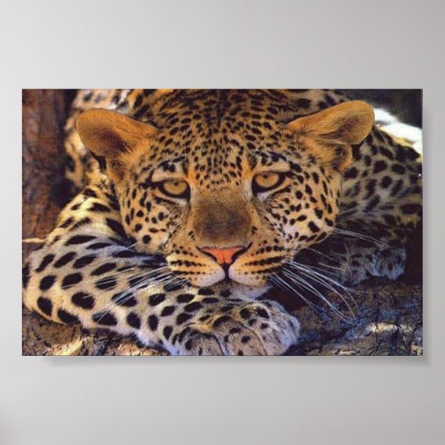 cat poster (Front)