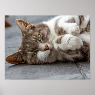 Cat Poster/Print Poster