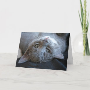 Cat Purrday Card