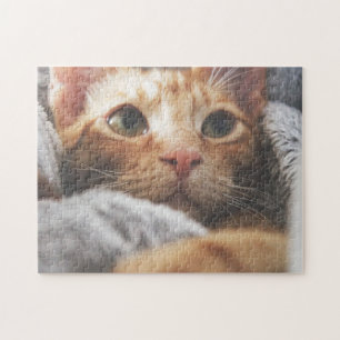 Cat Puzzles Cat Kitten Photography Animal Pic Cat