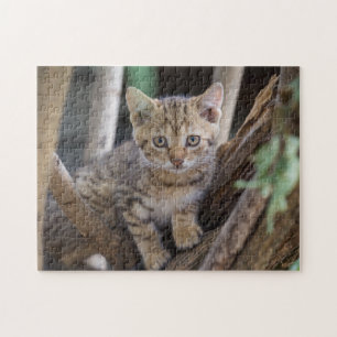 Cat Puzzles Cat Kitten Photography Animal Pic Cat