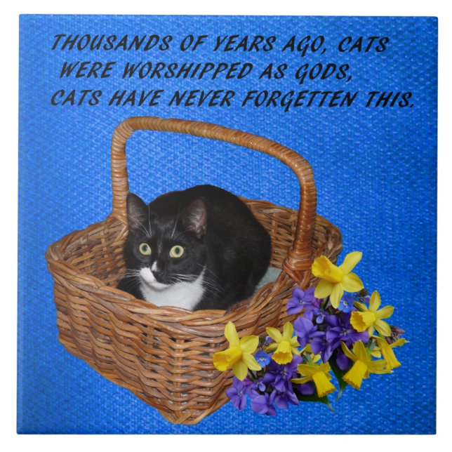 CAT QUOTE TILE (Front)