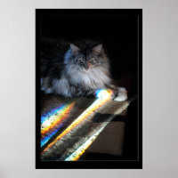 Cat Rainbow Bridge Photo