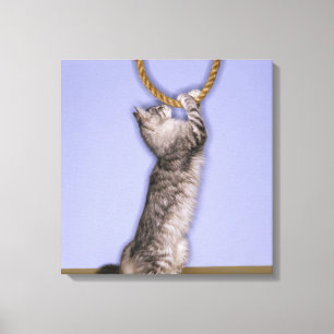Cat reaching for rope canvas print