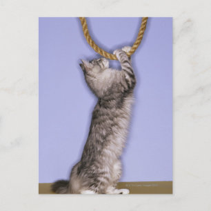 Cat reaching for rope postcard