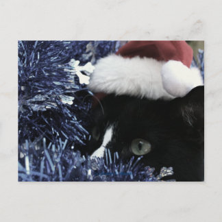Cat ready to pounce behind blue tinsel, faded tint postcard