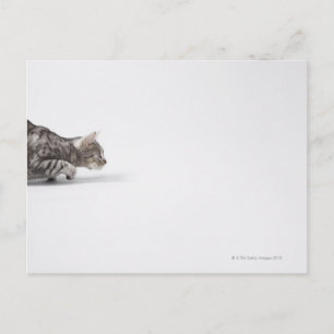 Cat ready to pounce postcard