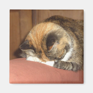 Cat 'Red' sleeping on the cough Magnet