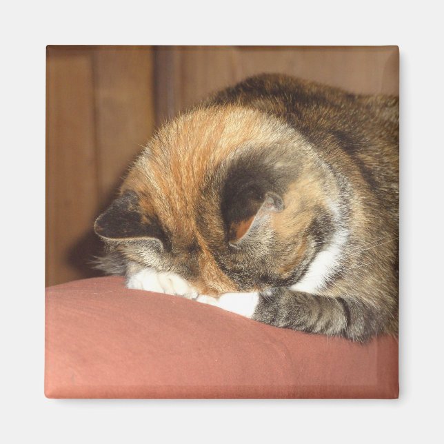 Cat 'Red' sleeping on the cough Magnet (Front)