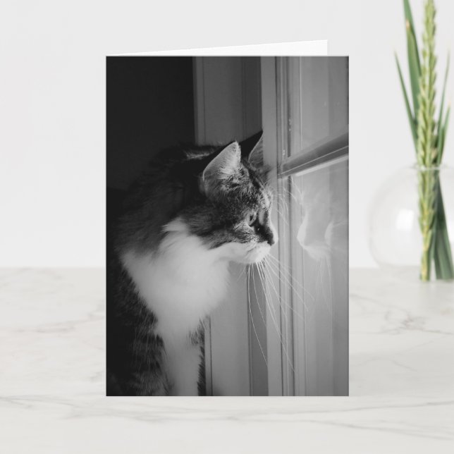 Cat Reflection Blank Greeting Card (Front)