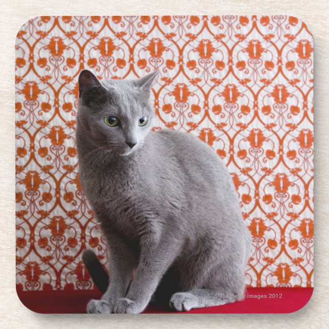 Cat (Russian blue) and wallpaper background Coaster (Front)