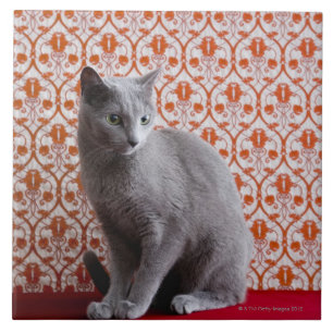 Cat (Russian blue) and wallpaper background Tile