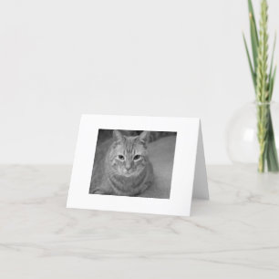 Cat says... card