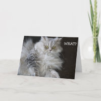 Cat says "WHAT?" - funny Birthday Card