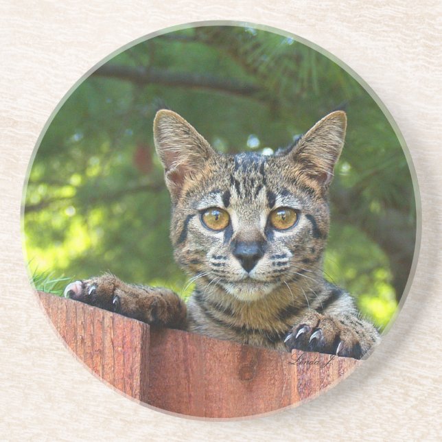Cat Series---Serval Savannah Cat---Coaster Coaster (Front)