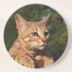 Cat Series---Serval Savannah Cat---Coaster Coaster