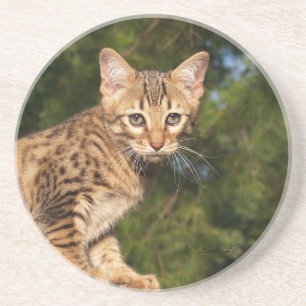 Cat Series---Serval Savannah Cat---Coaster Coaster