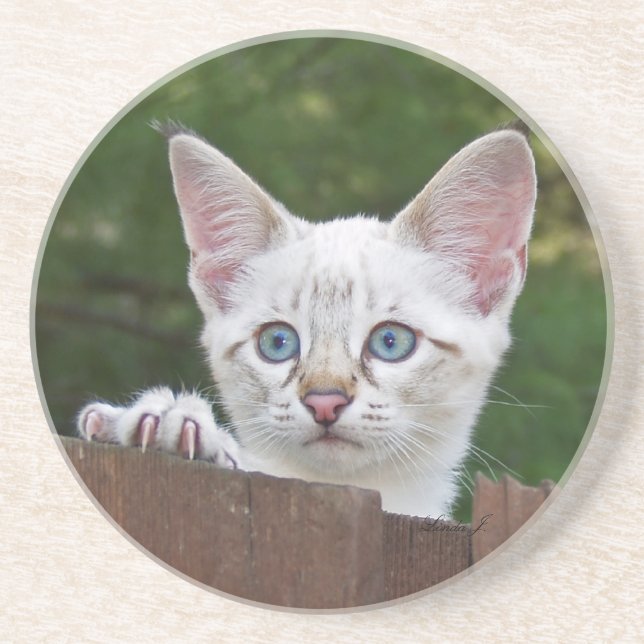 Cat Series---Serval Savannah Cat---Coaster Coaster (Front)