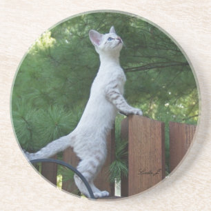 Cat Series---Serval Savannah Cat---Coaster Coaster