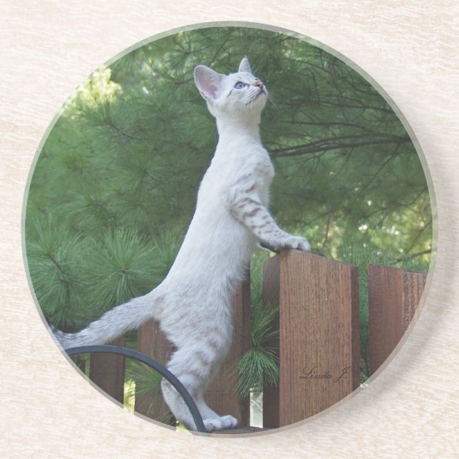 Cat Series---Serval Savannah Cat---Coaster Coaster (Front)
